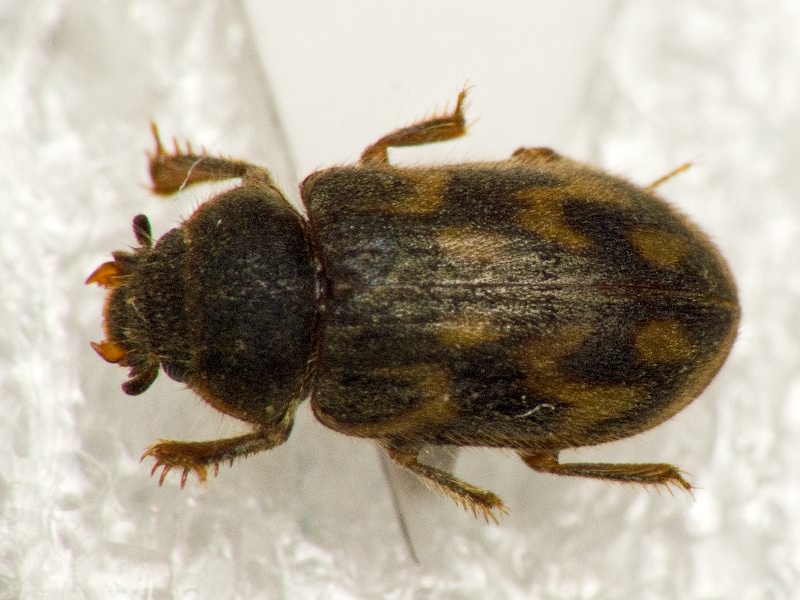 Heterocerus marginatus (Fabricius, 1787)